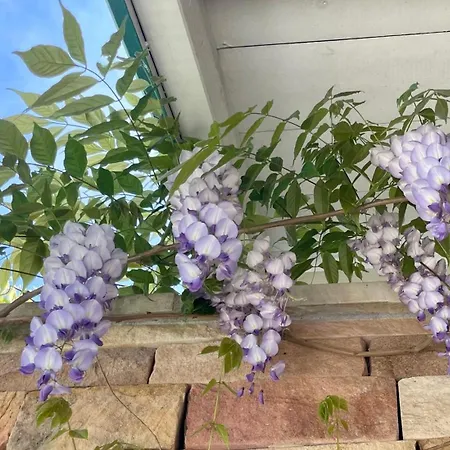 Frühstückspension Haritzaga D'hote Terrasse & Jardin Prive Biarritz